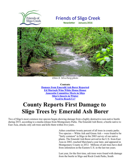 County Reports First Damage to Sligo Trees by Emerald Ash Borer