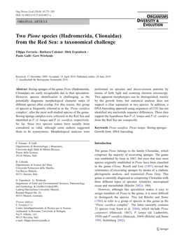 Hadromerida, Clionaidae) from the Red Sea: a Taxonomical Challenge