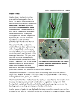 Flea Beetles