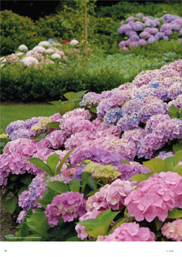 2016 Hydrangea Macrophylla Forever&Ever