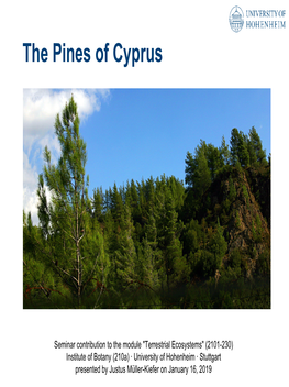 5 the Pines of Cyprus