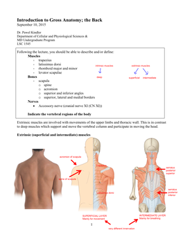 Gross Anatomy; the Back September 10, 2015