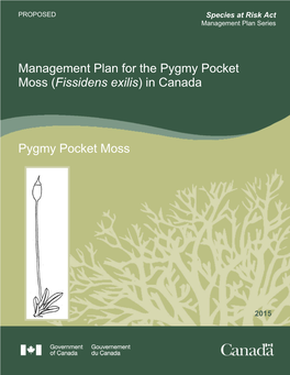 Pygmy Pocket Moss (Fissidens Exilis) in Canada