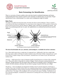 Basic Entomology for Identification