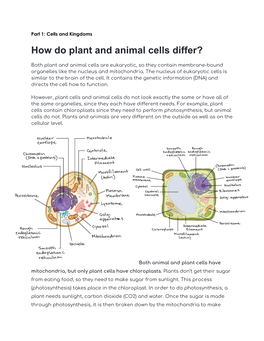 How Do Plant and Animal Cells Differ?