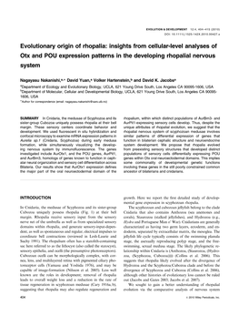 Evolutionary Origin of Rhopalia: Insights from Cellular-Level Analyses of Otx and POU Expression Patterns in the Developing Rhopalial Nervous System