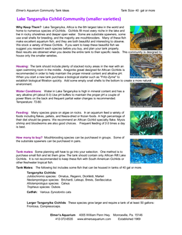 Lake Tanganyika Cichlid Community (Smaller Varie