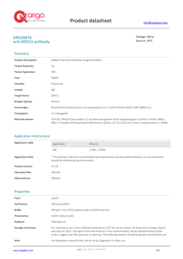 Anti-DDX11 Antibody (ARG58476)