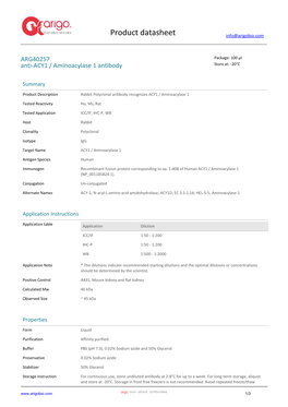 Anti-ACY1 / Aminoacylase 1 Antibody (ARG40257)