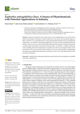 Euphorbia Antisyphilitica Zucc: a Source of Phytochemicals with Potential Applications in Industry