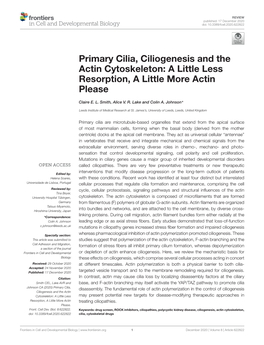 Primary Cilia, Ciliogenesis and the Actin Cytoskeleton: a Little Less Resorption, a Little More Actin Please