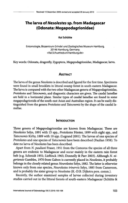 The Larva of Nesolestes Sp. from Madagascar (Odonata: Megapodagrionidae)