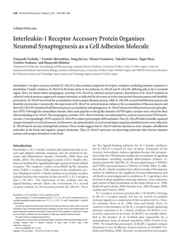 Interleukin-1 Receptor Accessory Protein Organizes Neuronal Synaptogenesis As a Cell Adhesion Molecule