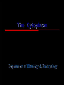 Endoplasmic Reticulum Layers of Endoplasmic Reticulum with Attached Ribosomes