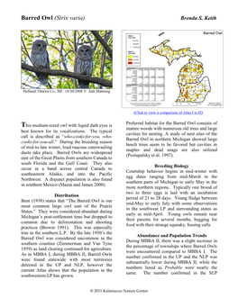 Barred Owl (Strix Varia) Brenda S