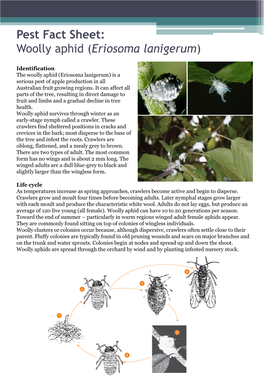 Pest Fact Sheet: Woolly Aphid (Eriosoma Lanigerum)