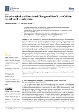 Morphological and Functional Changes of Roof Plate Cells in Spinal Cord Development