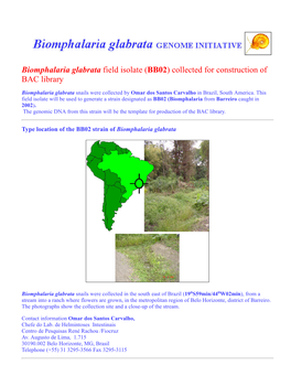 Biomphalaria Glabrata Field Isolate (BB02) Collected for Construction of BAC Library