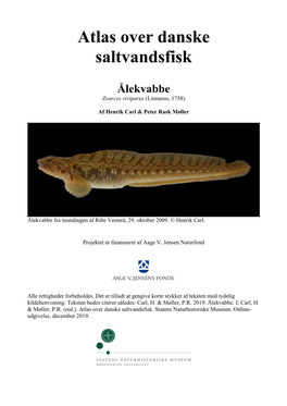 Ålekvabbe, Zoarces Viviparus