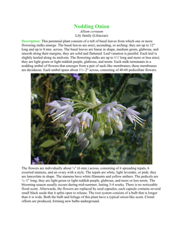 Nodding Onion