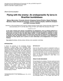 An Endoparasitic Fly Larva in Brazilian Bumblebees