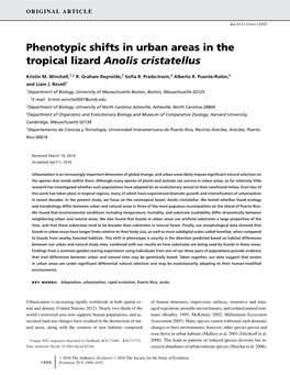 Phenotypic Shifts in Urban Areas in the Tropical Lizard <I>Anolis Cristatellus