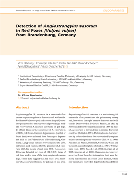 Detection of Angiostrongylus Vasorum in Red Foxes (Vulpes Vulpes) from Brandenburg, Germany