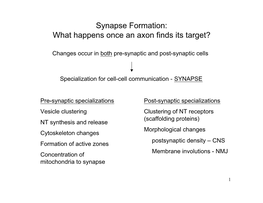 Synapse Formation: What Happens Once an Axon Finds Its Target?