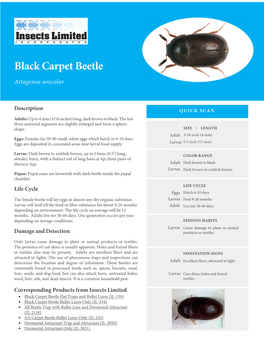 Black Carpet Beetle Attagenus Unicolor