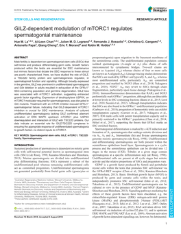 GILZ-Dependent Modulation of Mtorc1 Regulates Spermatogonial Maintenance Hue M