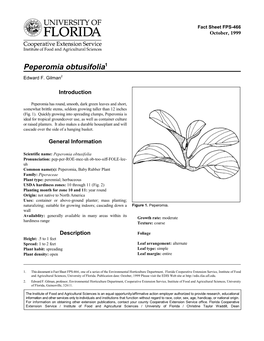 Peperomia Obtusifolia1