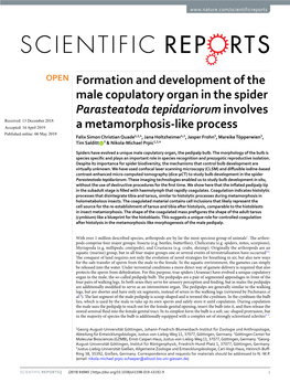 Formation and Development of the Male Copulatory Organ in the Spider