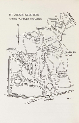 Mx Auburn Cemetery Spring Warbler Migration Spring Warbler Migration Mount Auburn Cemetery