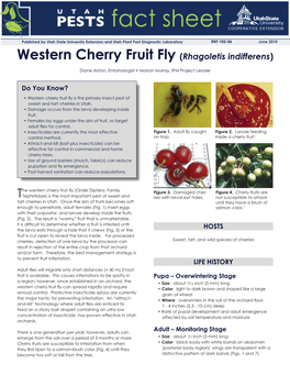 Western Cherry Fruit Fly (Rhagoletis Indifferens)