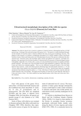 Ultrastructural Morphologic Description of the Wild Rice Species Oryza Latifolia (Poaceae) in Costa Rica