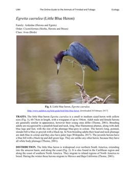 Egretta Caerulea (Little Blue Heron)