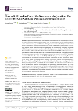 How to Build and to Protect the Neuromuscular Junction: the Role of the Glial Cell Line-Derived Neurotrophic Factor