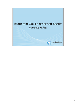 Mountainoaklonghornedbeetle.Pdf