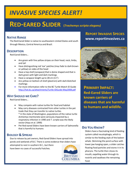 Red-Eared Slider