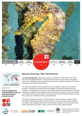 Species of the Day: Tiger Tail Seahorse