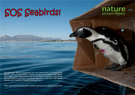 (SANCCOB) Is a World Leader in Seabird Rehabilitation