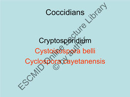 Cryptosporidium Cystoisospora Belli Cyclospora Cayetanensis © by Author