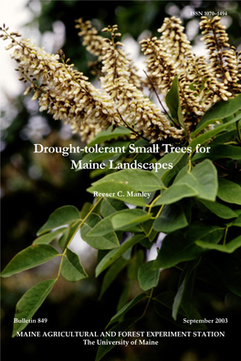 Drought-Tolerant Small Trees for Maine Landscapes