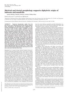 Skeletal and Dental Morphology Supports Diphyletic Origin of Baboons and Mandrills (Primate Phylogeny͞papionini͞molecular Systematics͞feeding Ecology)