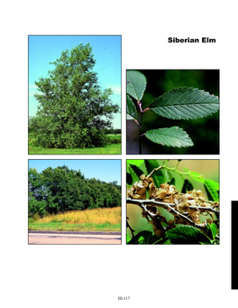 Siberian Elm