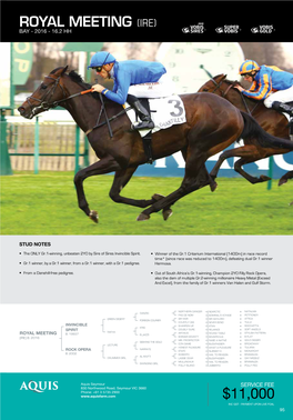 Stallion Brochure