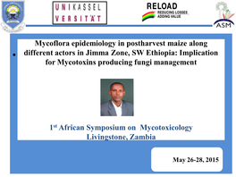 Mycoflora Epidemiology in Postharvest Maize Along Different