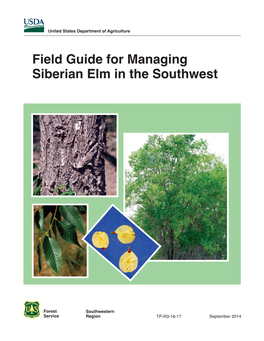 Siberian Elm in the Southwest