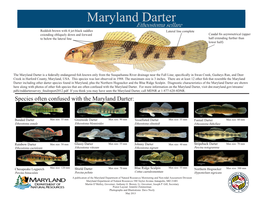 Maryland Darter