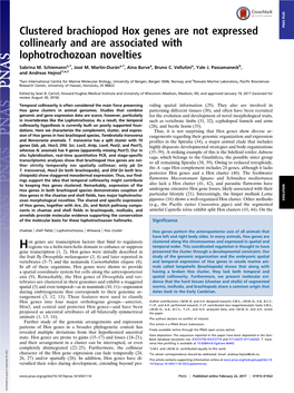 Clustered Brachiopod Hox Genes Are Not Expressed Collinearly